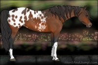 Horse Color:Brown Appaloosa