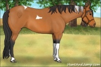 Horse Color:Bay Roan Tobiano 