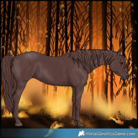 Horse Color:Chocolate Black 