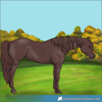 Horse Color:Chocolate Black
