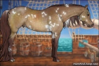 Horse Color:White Spotted Chocolate Buckskin