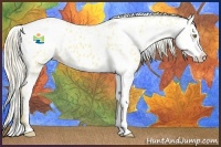 Horse Color:Palomino Near Leopard  and Palomino Splash Near Leopard 