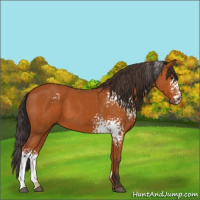 Horse Color:White Spotted Bay Sabino Rabicano 