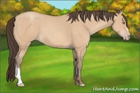 Horse Color:Amber Champagne