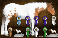 Horse Color:Buckskin Tobiano Appaloosa 