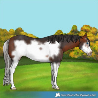 Horse Color:Bay Splash Frame 