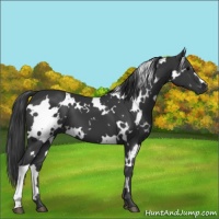 Horse Color:White Spotted Black 