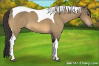 Horse Color:Buckskin Tobiano
