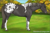 Horse Color:Smoky Black Tobiano Appaloosa 