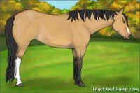 Horse Color:Bay Dun 