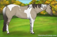 Horse Color:Smoky Grullo Tobiano 