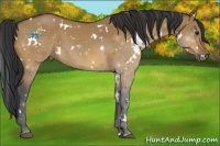 Horse Color:White Spotted Bay Dun