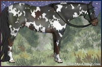 Horse Color:White Spotted Liver Chestnut 