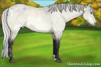 Horse Color:White Spotted Silver Buckskin Chinchilla Ice Roan