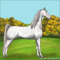 Horse Color:Platinum Palomino Roan Dun Appaloosa Rabicano 