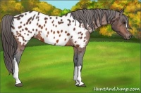 Horse Color:Brown Appaloosa