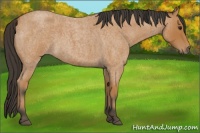 Horse Color:Bay Roan 