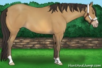 Horse Color:Amber Champagne Sabino