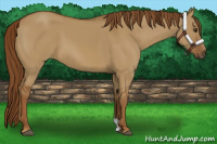 Horse Color:Red Dun
