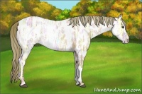 Horse Color:Red Dun Ice Roan Appaloosa 