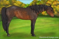 Horse Color:Buckskin Sabino 