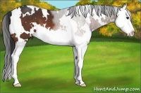 Horse Color:White Spotted Brown Splash 