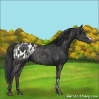 Horse Color:Grullo  and Black Appaloosa 