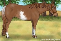 Horse Color:White Spotted Chestnut Sabino 