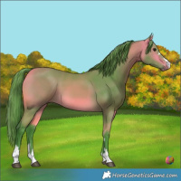 Horse Color:Watercolor Buckskin 