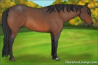 Horse Color:Bay Roan 