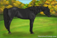 Horse Color:Gray Black 
