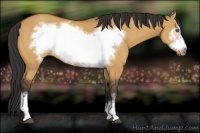 Horse Color:Bay Dun Frame 