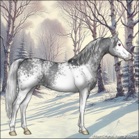 Horse Color:White Spotted Silver Grullo Chinchilla 