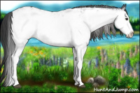 Horse Color:White Spotted Brown Appaloosa 