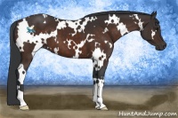 Horse Color:White Spotted Brown 