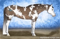 Horse Color:White Spotted Liver Chestnut Splash 
