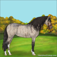 Horse Color:Brown Roan Dun Appaloosa Brindle 