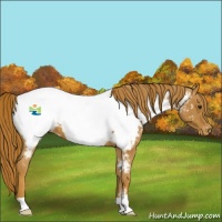 Horse Color:Red Roan Appaloosa 