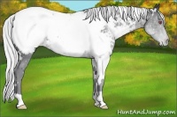 Horse Color:White Spotted Silver Black Chinchilla Near Fewspot 