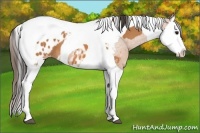Horse Color:Bay Splash Tobiano Appaloosa  and Bay Splash Tobiano Appaloosa 