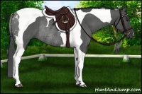 Horse Color:Black Tobiano Rabicano 
