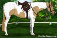 Horse Color:Chestnut Tobiano 
