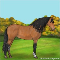 Horse Color:Bay and Bay Tobiano