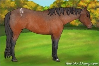 Horse Color:Brown Appaloosa 