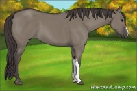 Horse Color:Smoky Grullo 