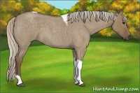 Horse Color:Silver Grullo Roan Tobiano 