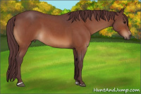 Horse Color:Chocolate Bay Roan Sabino Rabicano