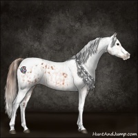 Horse Color:Bay Splash Tobiano Appaloosa  and Bay Splash Tobiano Appaloosa 