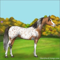 Horse Color:Bay Splash Tobiano Appaloosa  and Bay Splash Tobiano Appaloosa Rabicano 