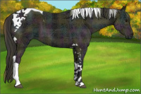 Horse Color:Plaid  Midnight Smoky Black Ice Tobiano 